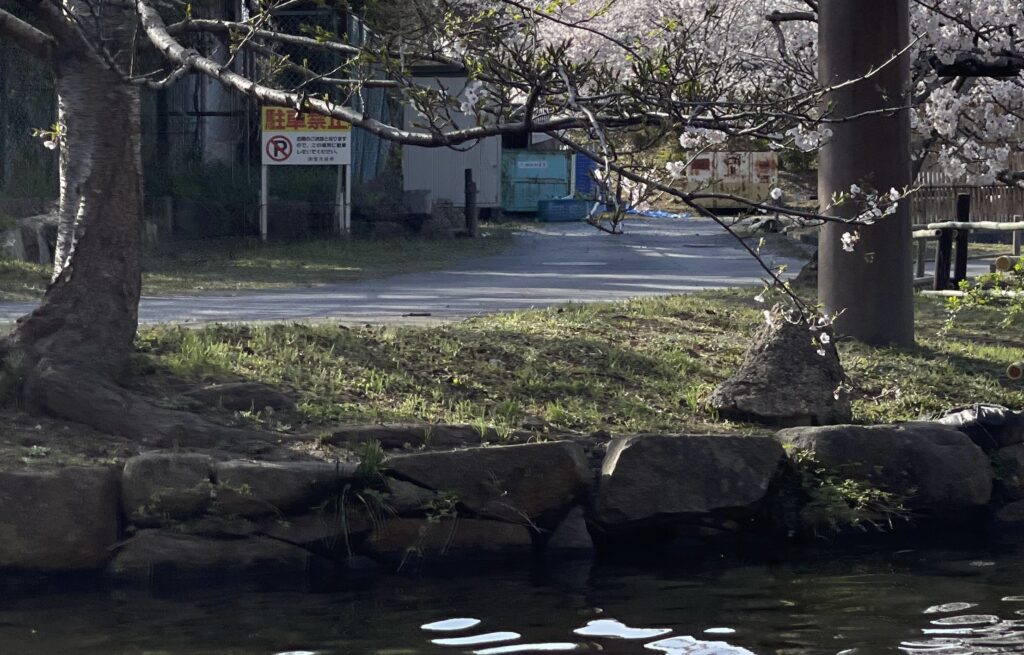 お堀際の老朽化した桜の画像
