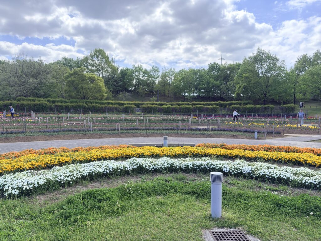 馬見丘陵公園の花壇 チューリップとビオラ