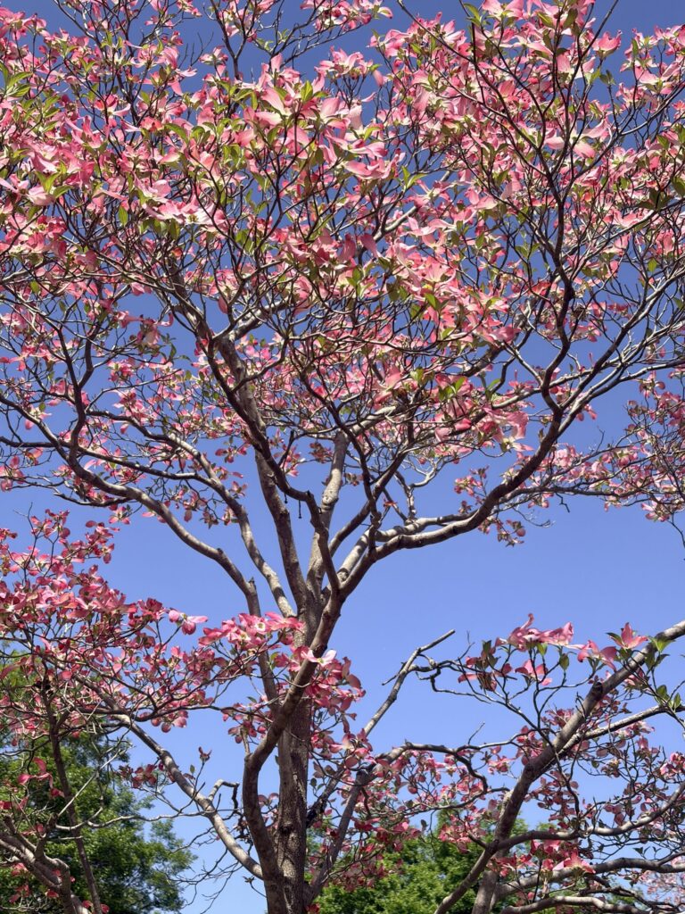 馬見丘陵公園 花水木 見上げ構図