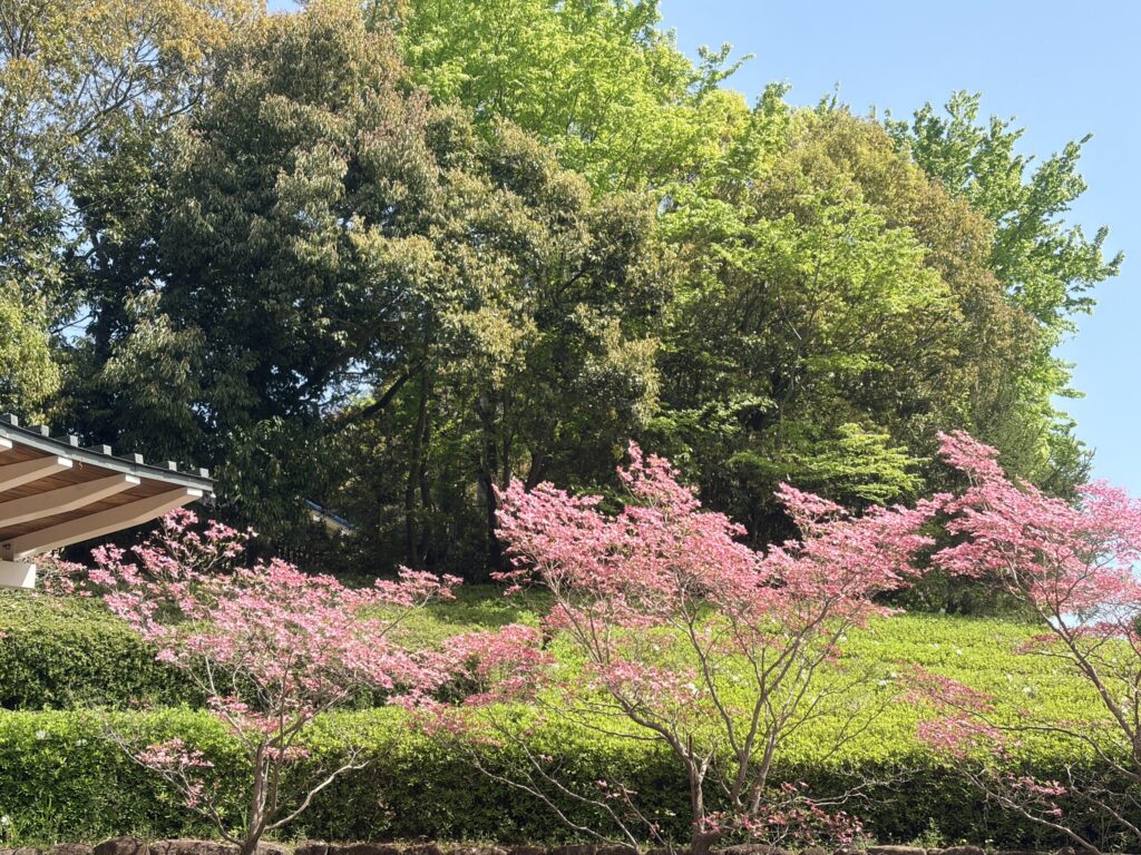 馬見丘陵公園 古墳の斜面に咲く花水木