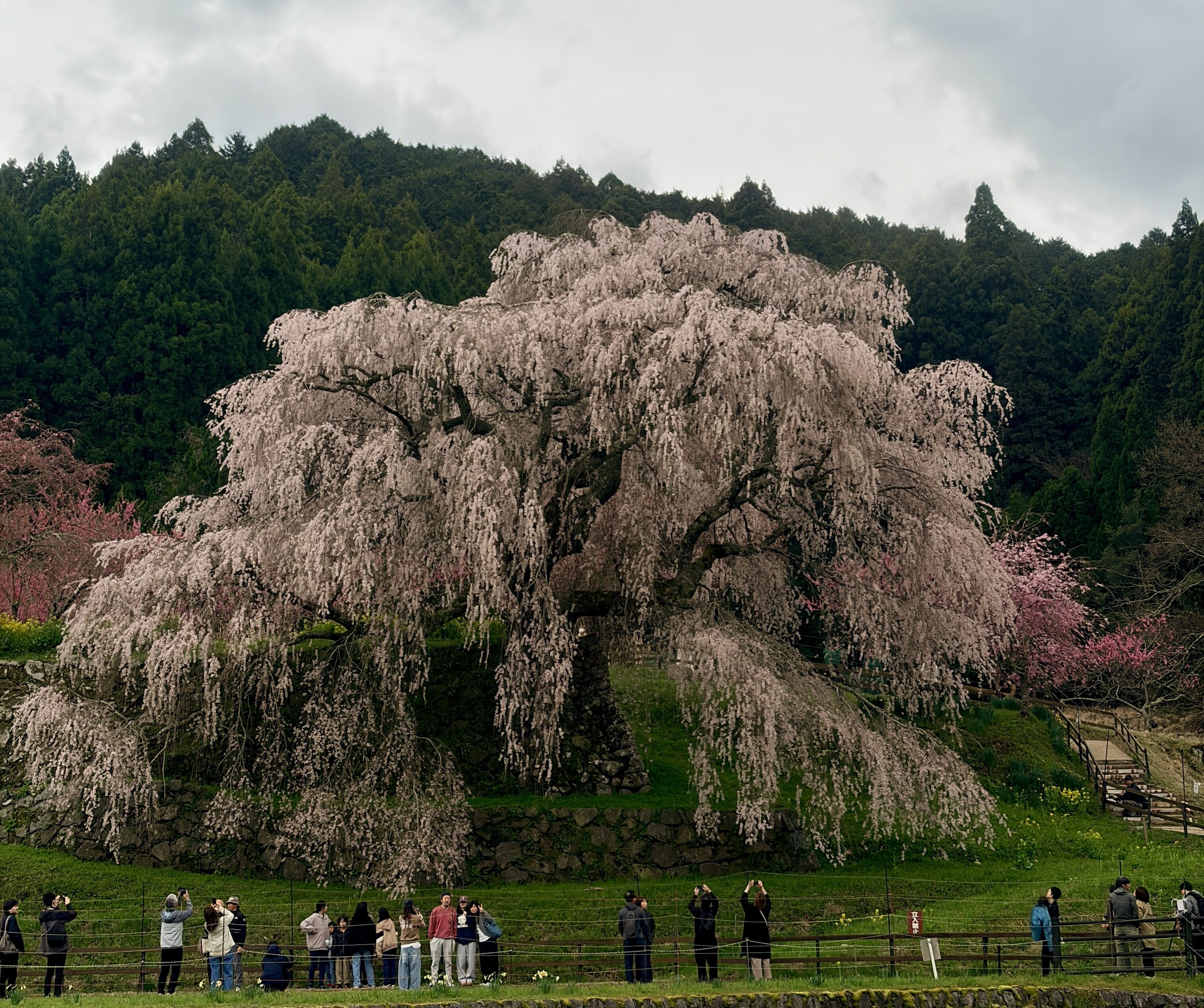 又兵衛桜の全景（樹齢三百年のしだれ桜・奈良県宇陀市）