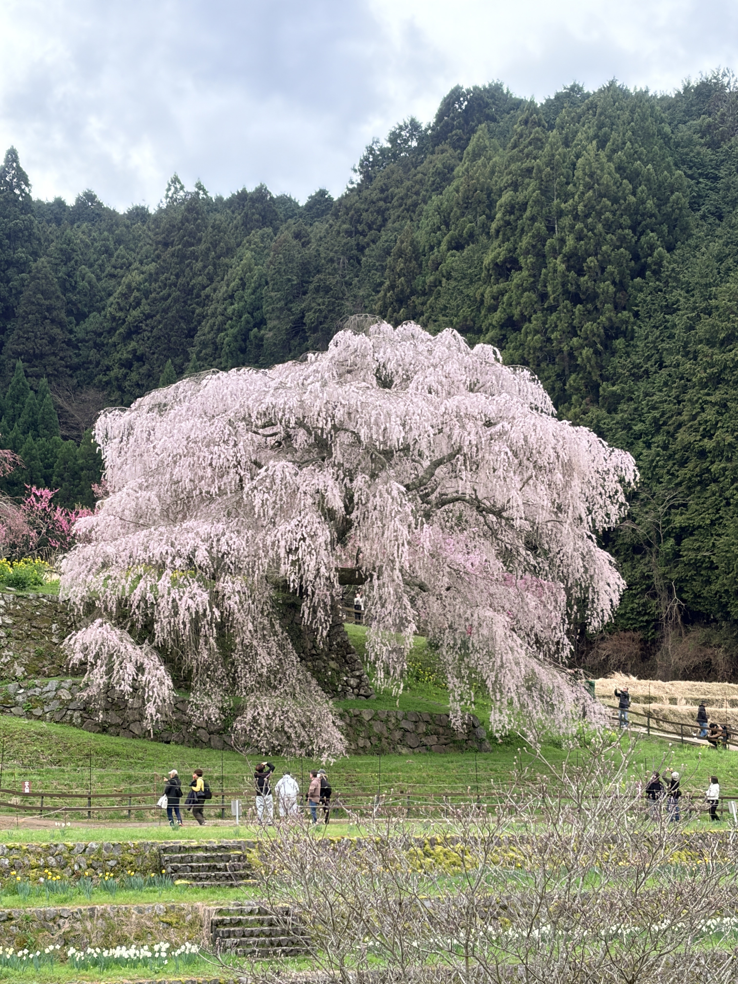 背景の杉の深緑と又兵衛桜のコントラスト