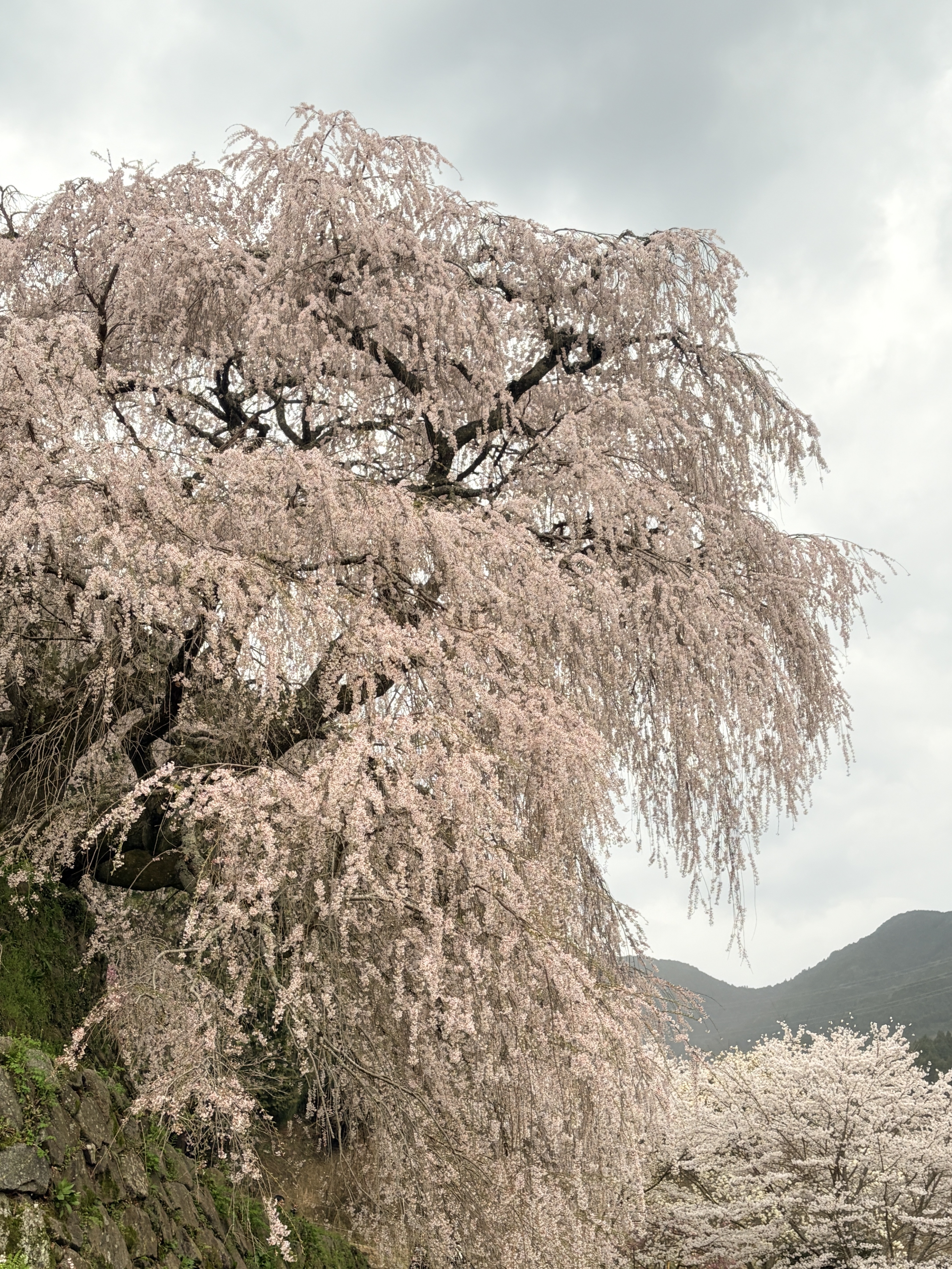 風に揺れる又兵衛桜の枝