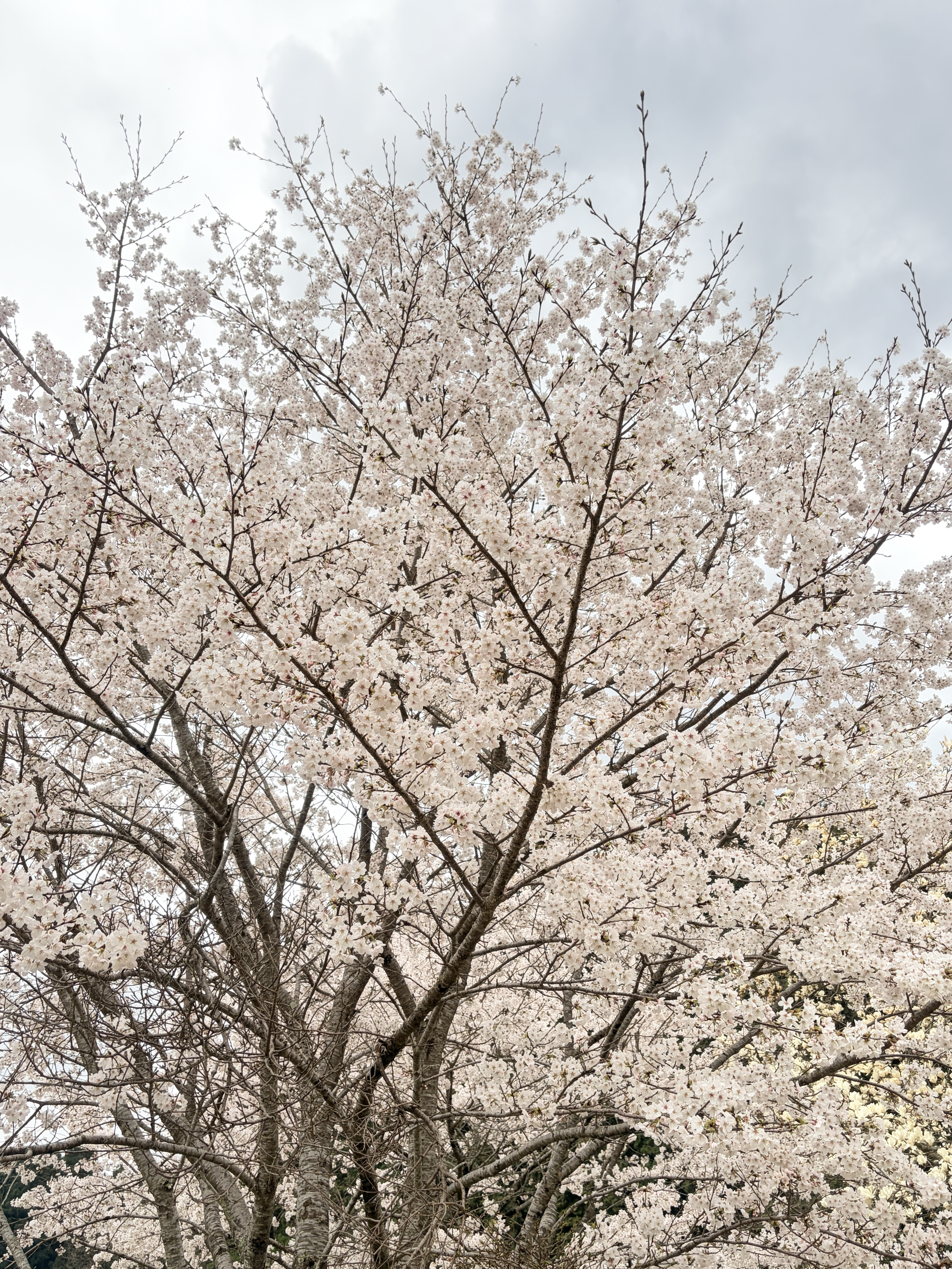 又兵衛桜を見上げた花の天蓋（早朝の宇陀）