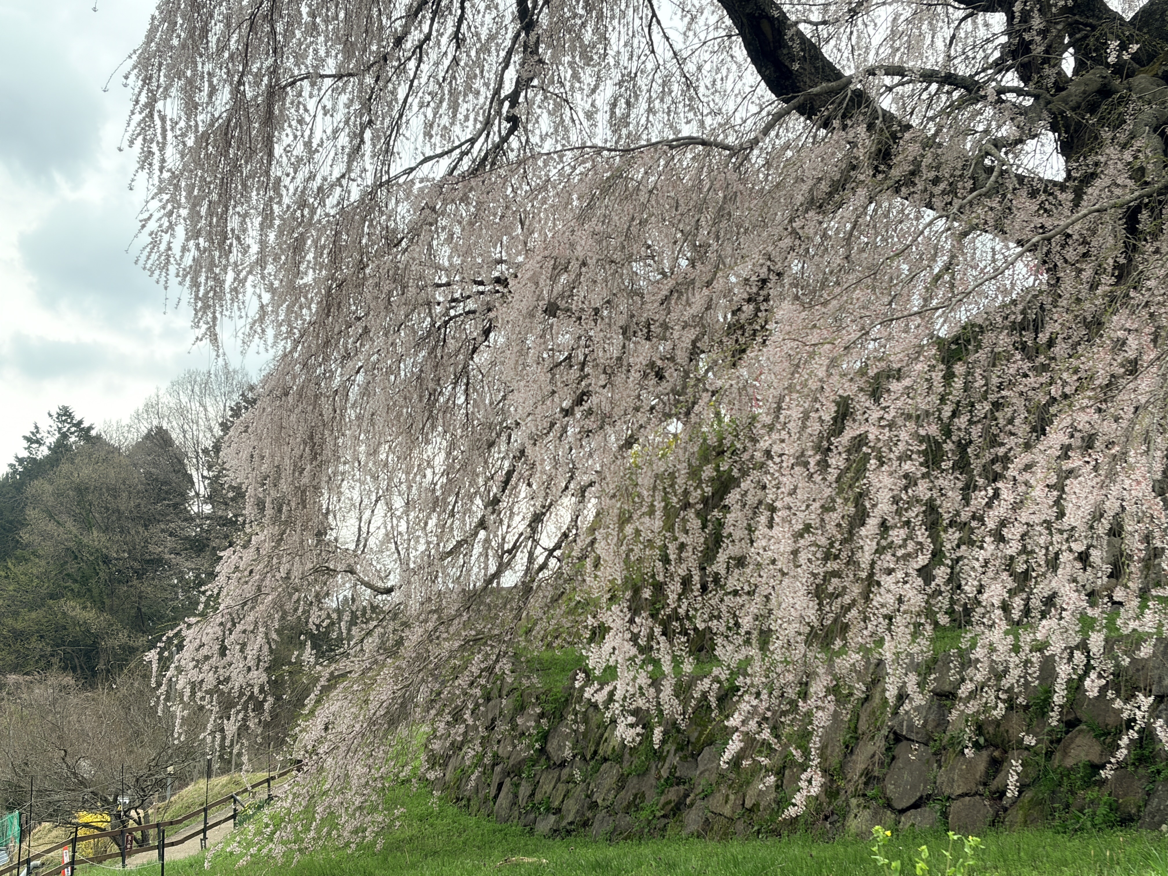 石垣に垂れる又兵衛桜の枝
