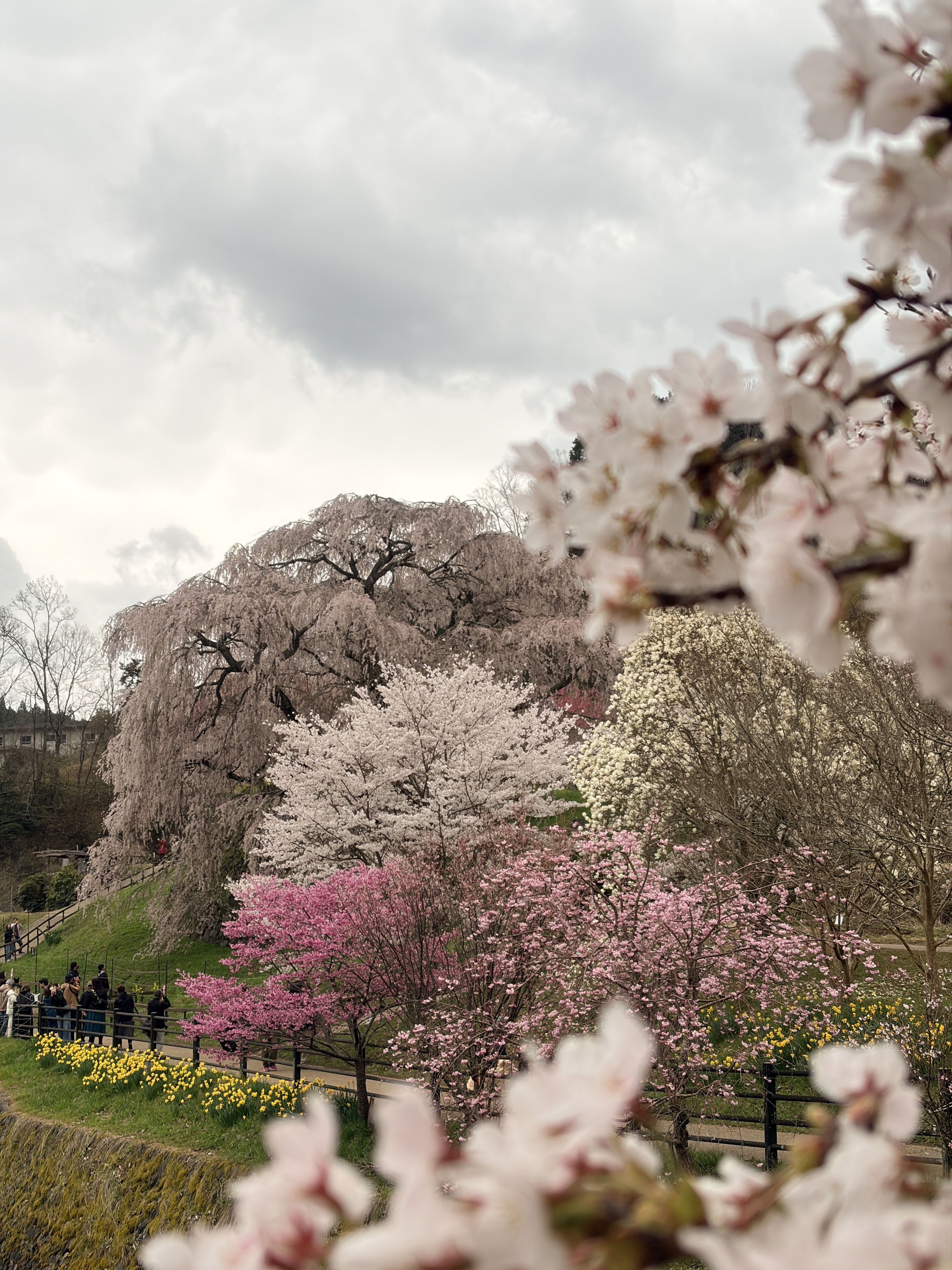又兵衛桜と桃・菜の花・白木蓮の三層の花の饗宴