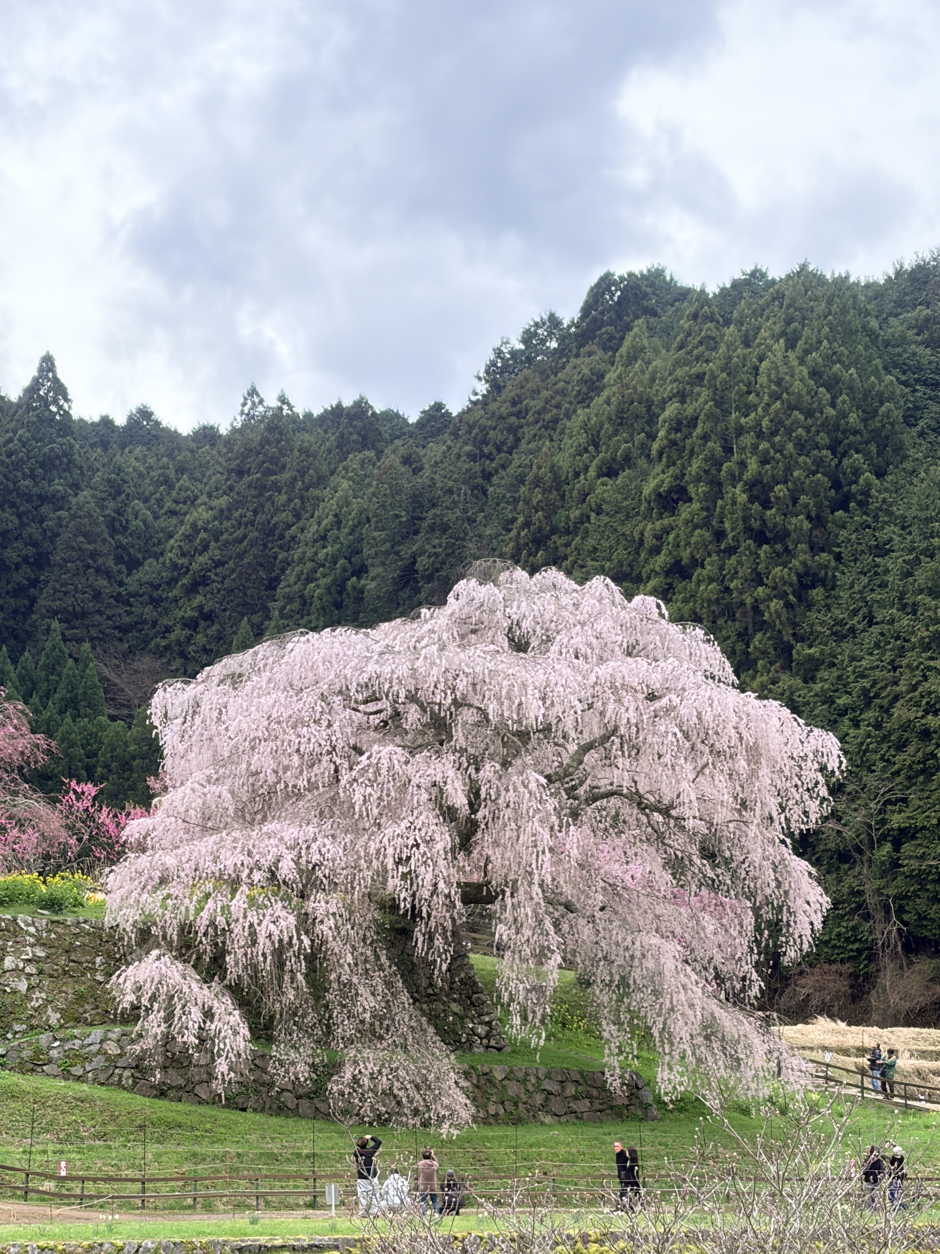 又兵衛桜の全景（樹齢三百年のしだれ桜・奈良県宇陀市）
